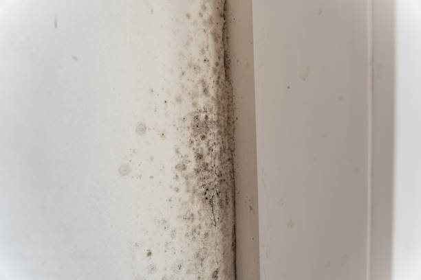 Forensic Mold Investigation in La Quinta, CA